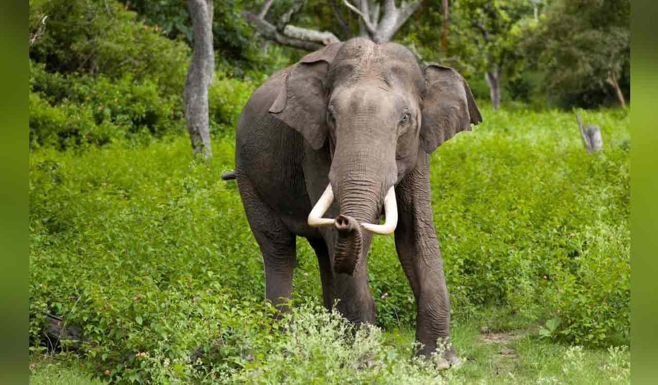wildelephantenterstelangana