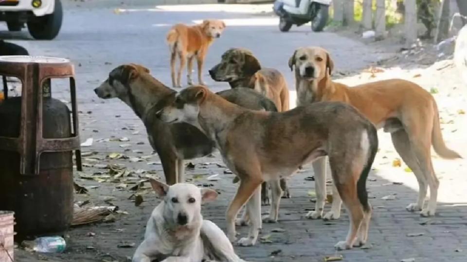 100 stray dogs poisoned to death in Yacharam, case booked