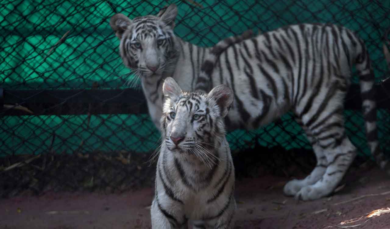 Hyderabad zoo welcomes two African lion cubs and two Royal Bengal tiger cubs