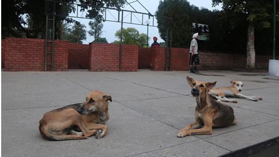 Stray Dog Attacks Children in Kamareddy, 5 Injured