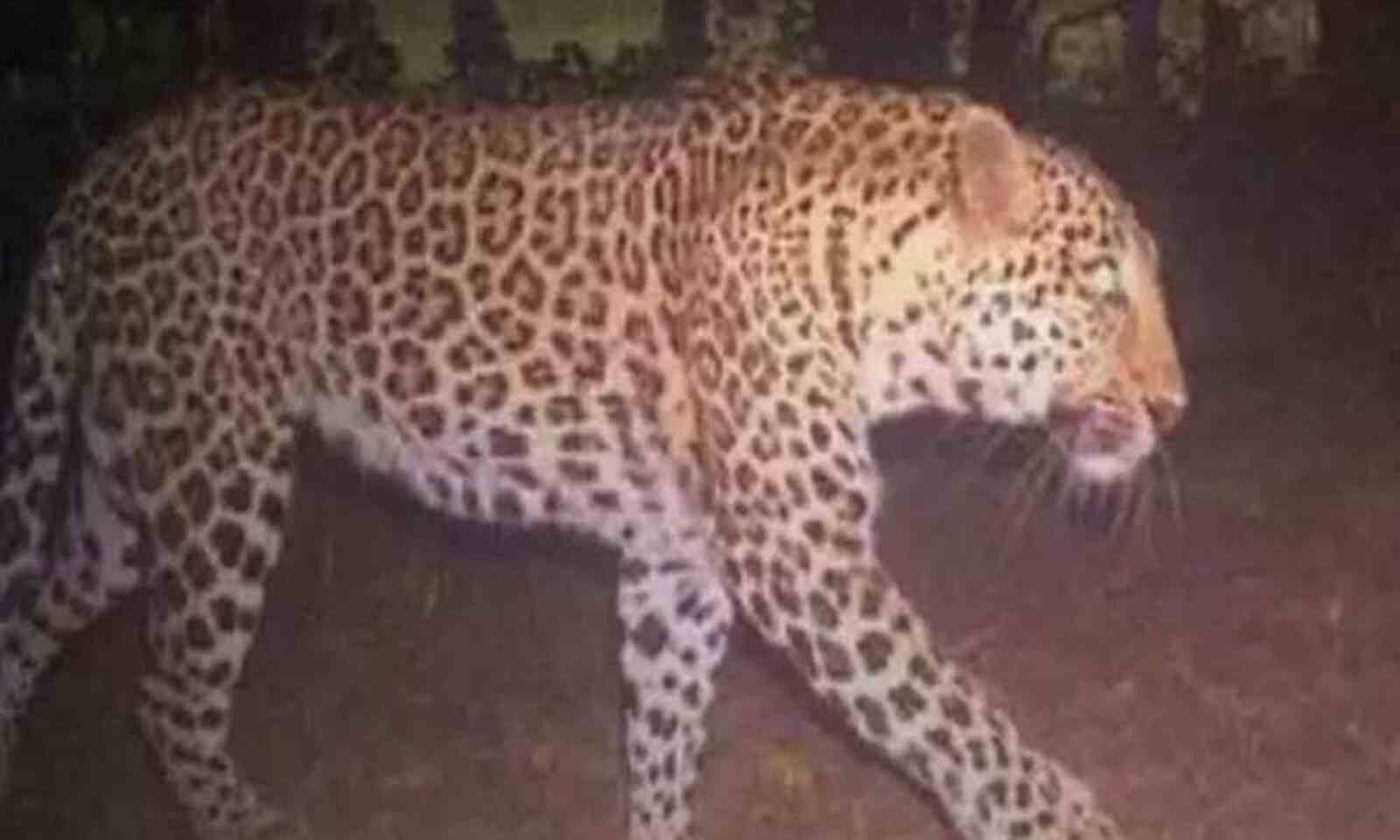 leopardspottedagainonhyderabadairportpremises