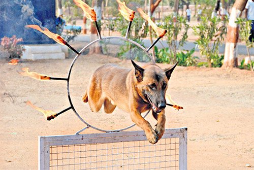 caninestoassistcisfathyderabadairport