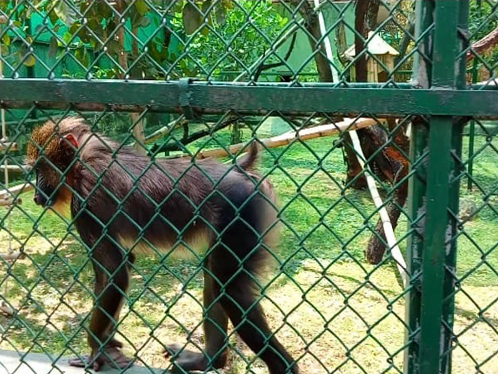Two mandrills added to Nehru Zoological Park