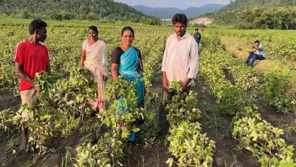 Cotton farmers face heavy losses in Khammam due to rains