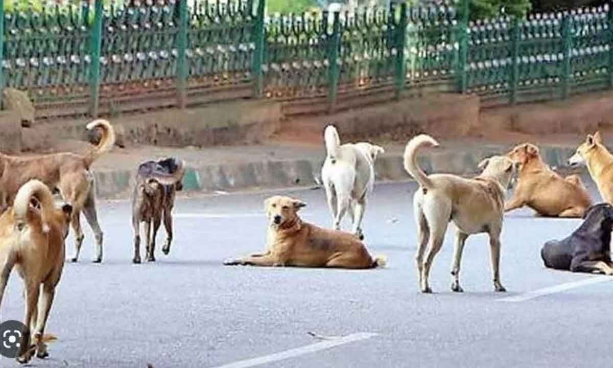 around30000dogbitecasesreportedinhyderabadintheyear2023