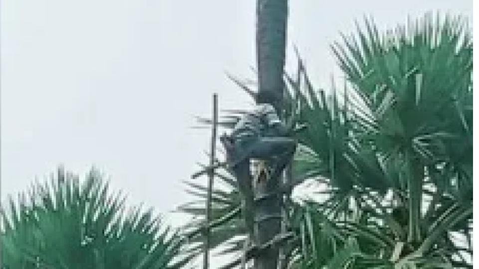 Firefighters, locals rescued toddy tapper in Mahabubabad