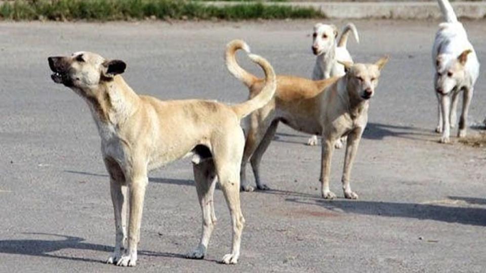 Stray dogs allegedly poisoned in Yacharam, post-mortem conducted