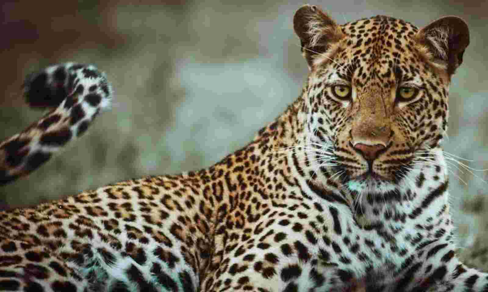 farmerinjuredinleopardattackinkamareddy