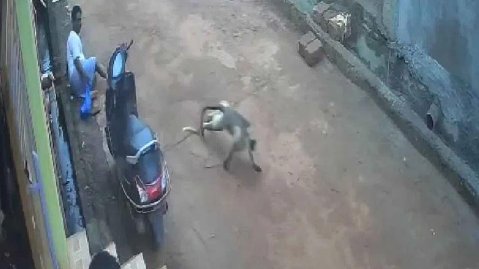 Langurs attack residents across colonies in Zaheerabad