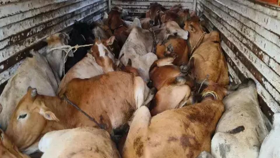 Police Seized 14 Cattle Shifted To Goshala, cases booked