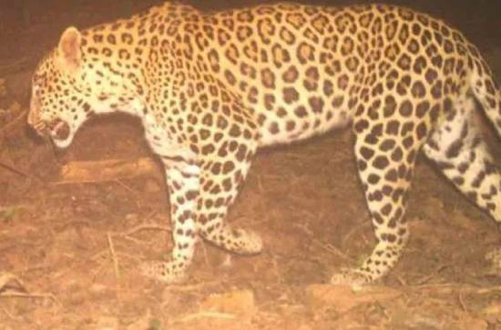 Leopard continues to stay on RGIA premises