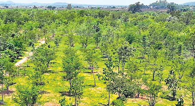 Telangana Forest Department is set to plant more fruit bearing plants in forests