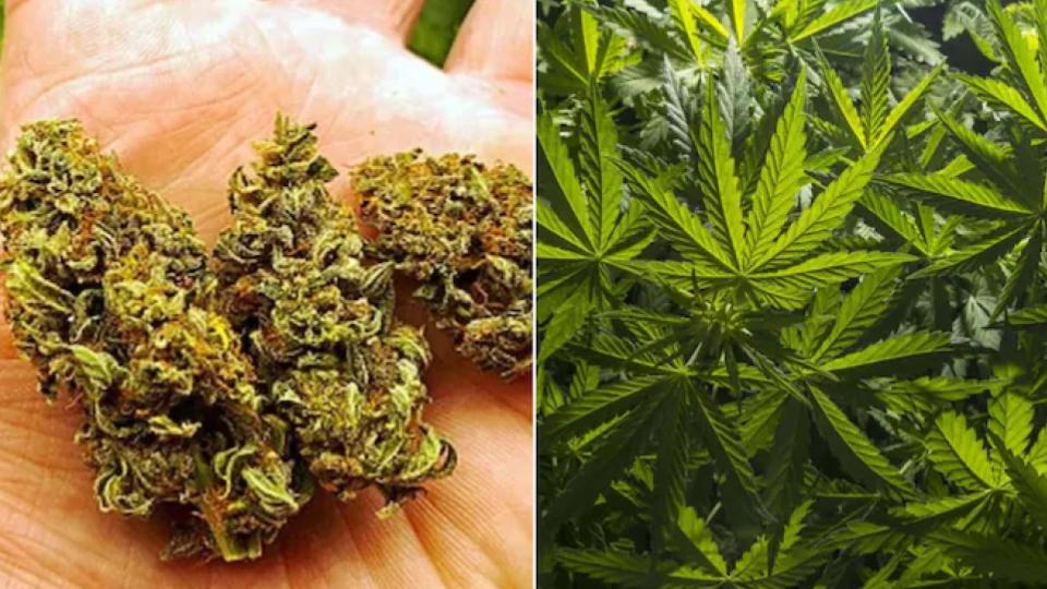 3 People Held with 11.767 Kg Ganja in Hyderabad
