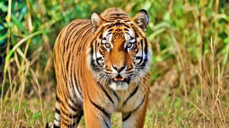 Tiger Movement Triggers Panic in Bhadradri Kothagudem 