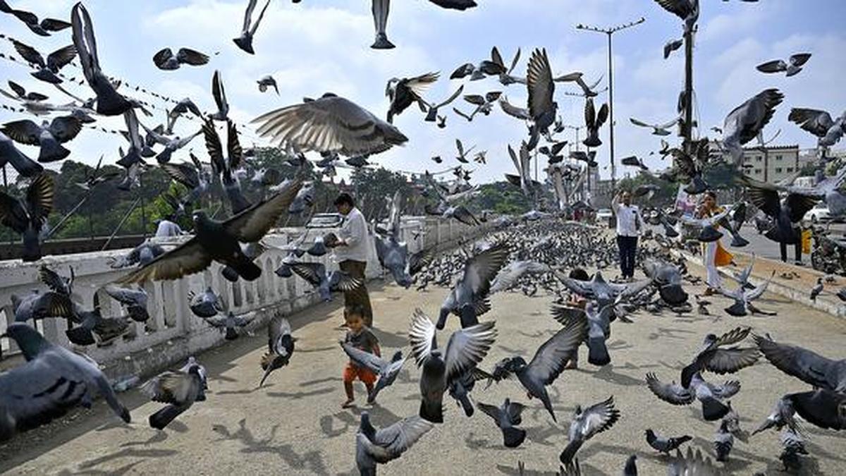 HC seeks GHMC reply on PIL to regulate pigeon feeding in Hyderabad