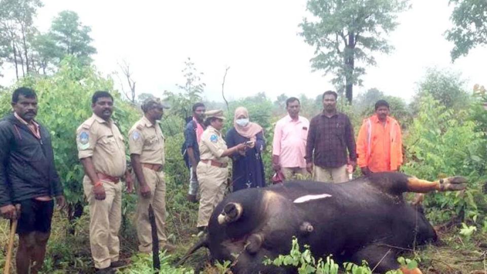 Indian Bison hit by goods train dies in Kothagudem