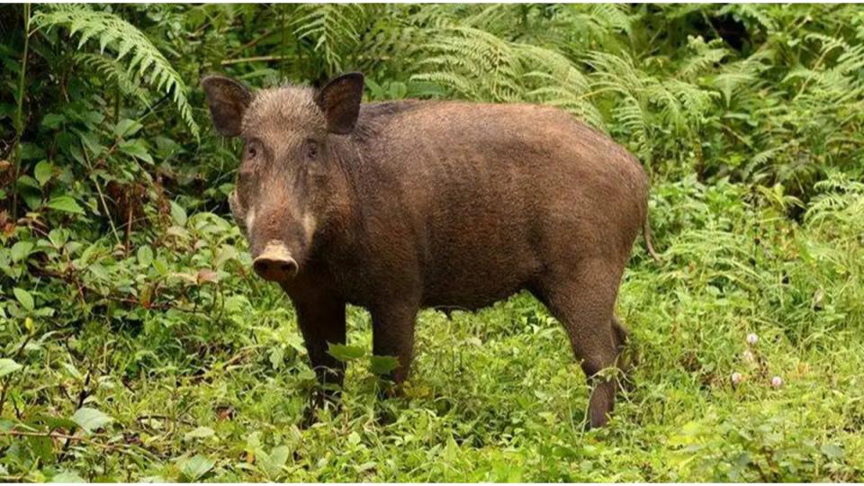Woman killed in wild boar attack in Asifabad