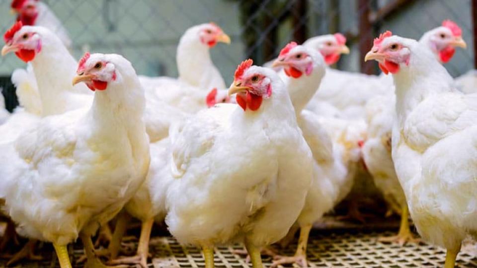 Tension in LB Nagar as dispute erupts at chicken shop during poultry bandh