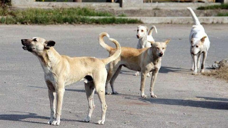 Infant mauled to death by stray dog in Vikarabad
