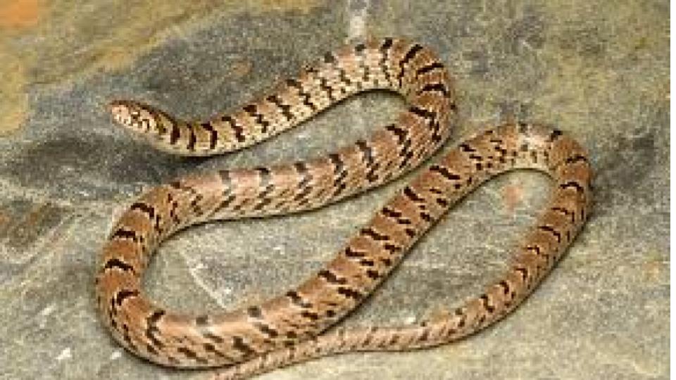 Six Feet Snake rescued at Lake Ridge Homes in Mallampet