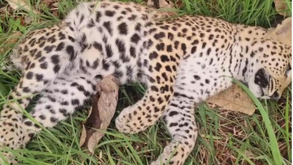 Leopard cub found dead on Srisailam road in Amrabad tiger reserve