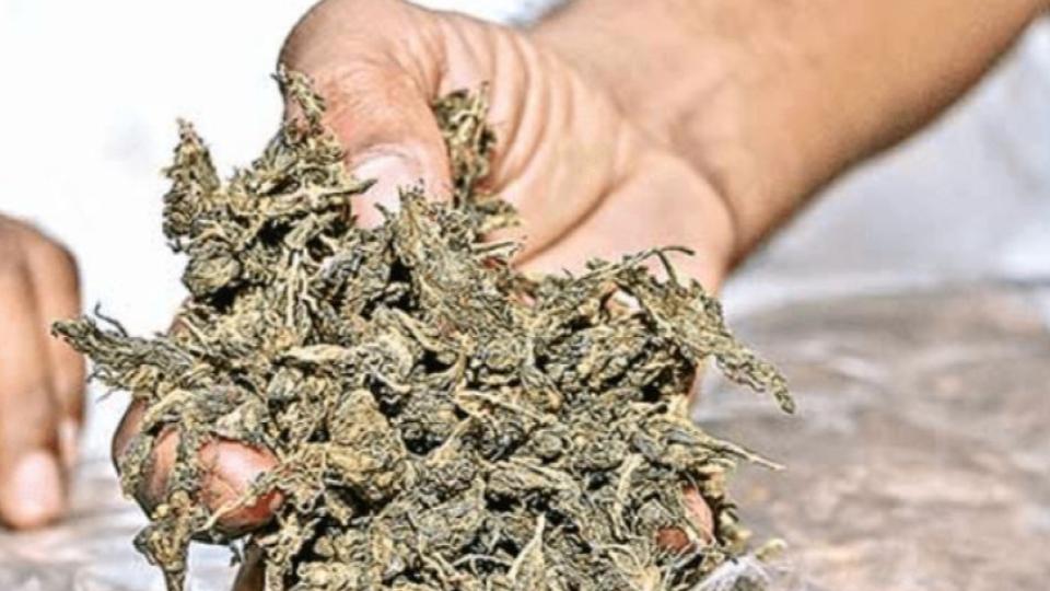 Woman held with 3 kg hydroponic marijuana at Shamshabad airport