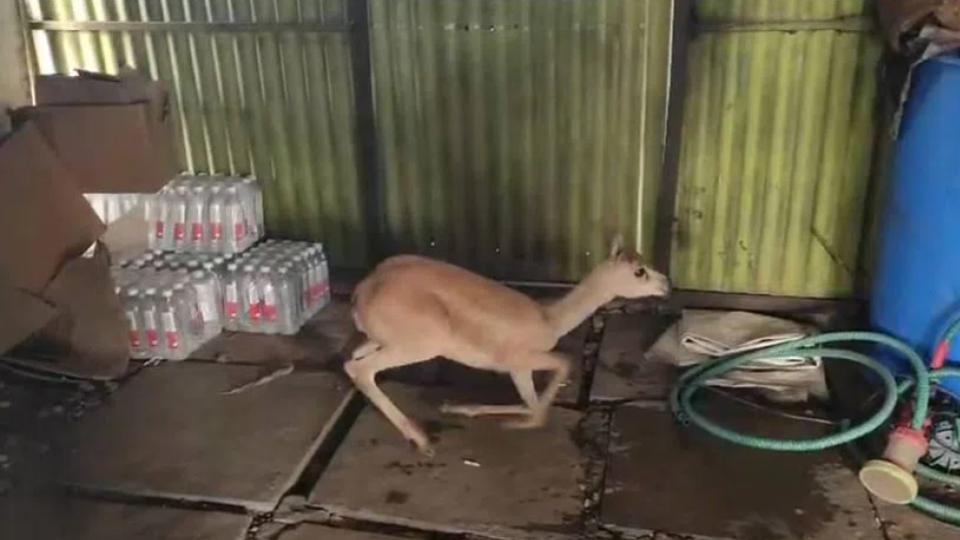 Black buck injured after being hit by an unidentified vehicle in Sangareddy