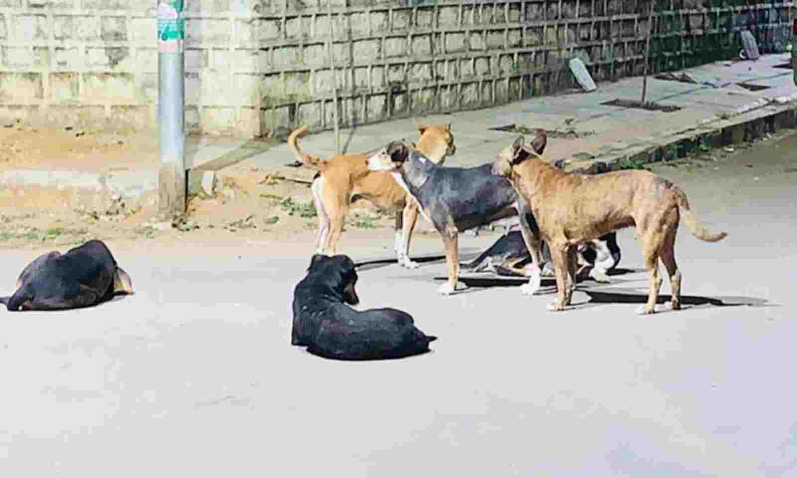 22peopleinjuredinstraydogsattackinhuzurabad