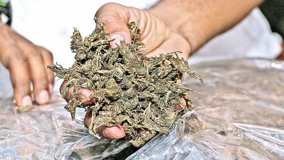 NCB seizes 813 kg of ganja on Hyderabad outskirts, 3 held