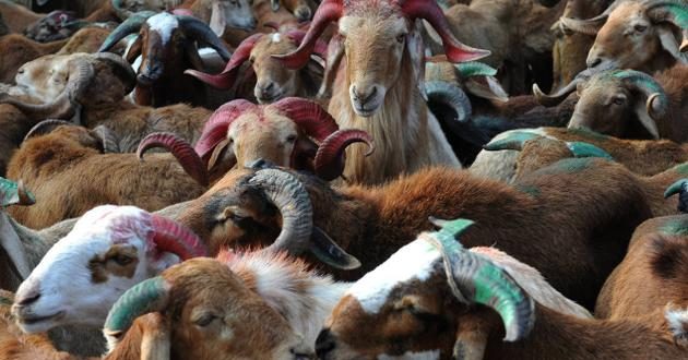 sheeppricesshootupintelanganaaheadofbakrieid