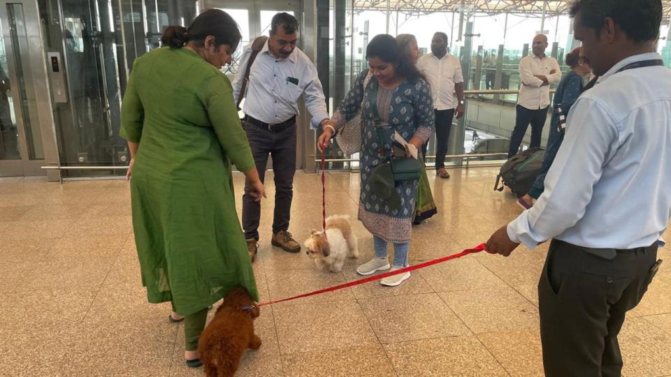 Therapy Dogs for Passenger Engagement at RGI Airport