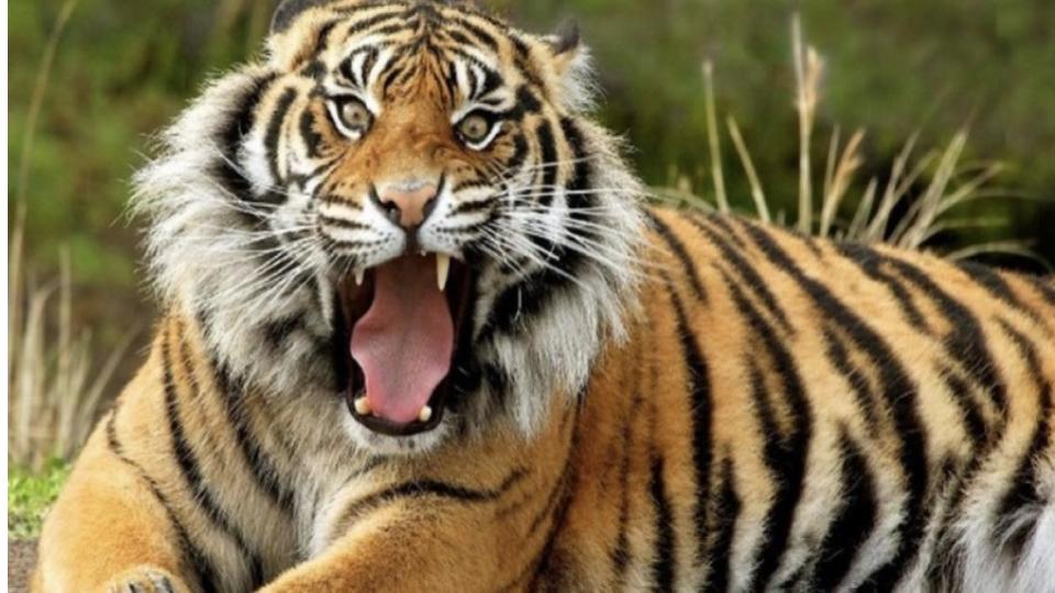 suspectedtigerattackthreecowskilledandthreeinjuredinadilabad