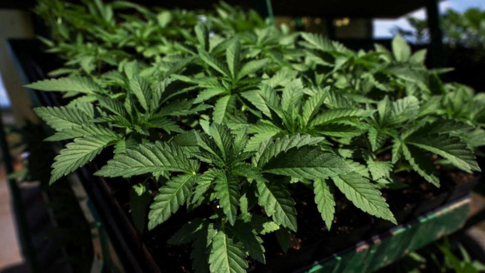 Two held with marijuana worth Rs 16.5 lakh in Begumpet