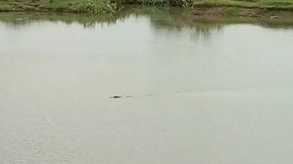 Crocodile sighting creates flutter among farmers in Sangareddy