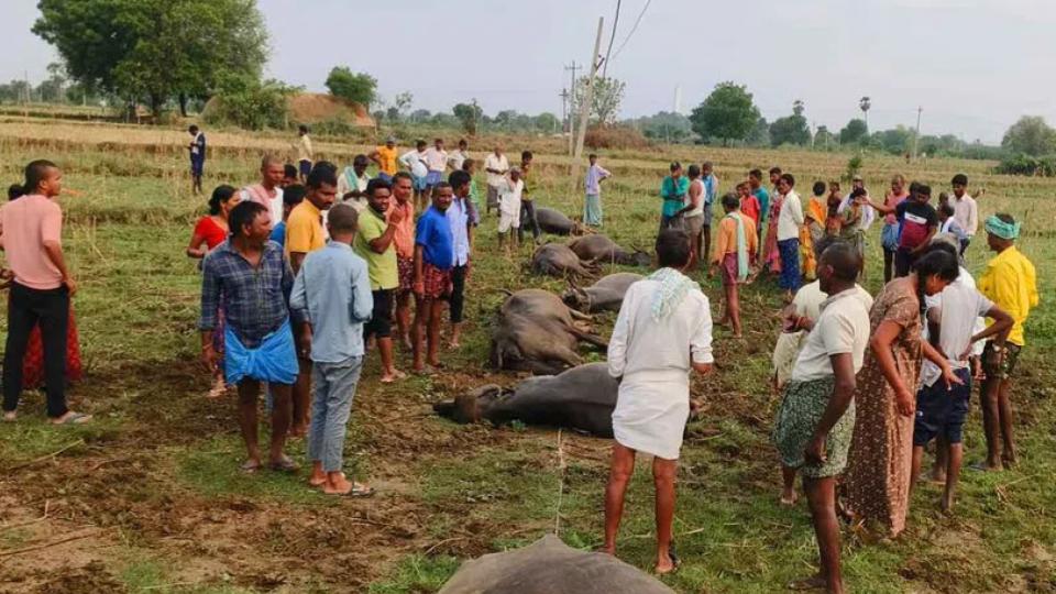 Eight buffaloes electrocuted in Telangana