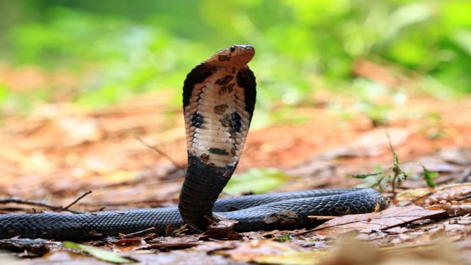 greyhoundconstablebittenbysnakeinmuluguforest