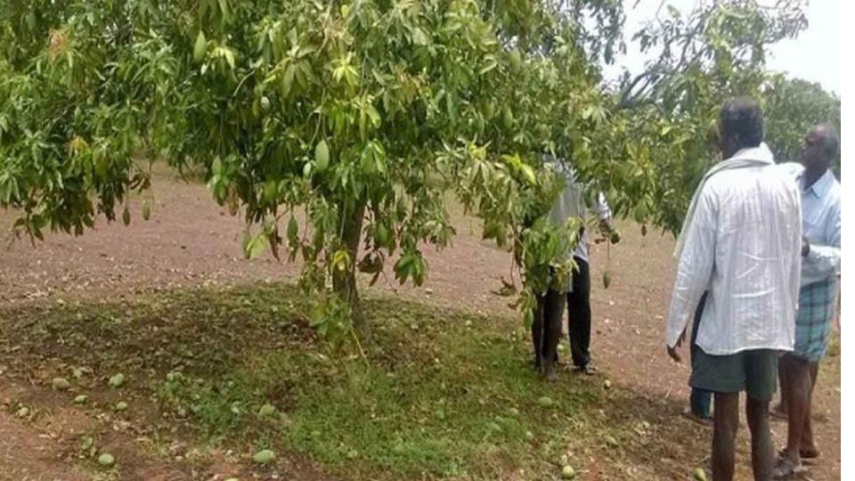 Unseasonal rains wreak havoc on Mango farmers in Mancherial