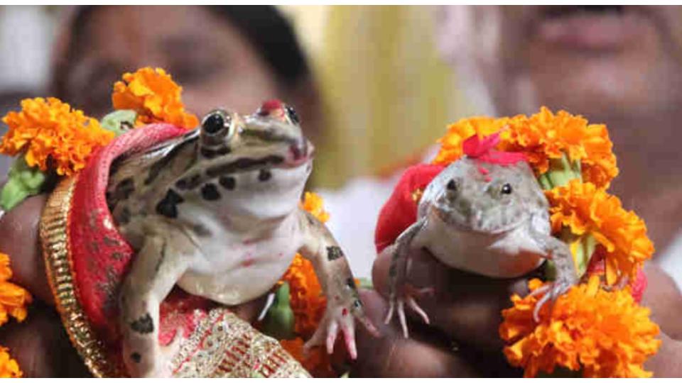 frogweddingheldassiddipetfarmersprayforrains