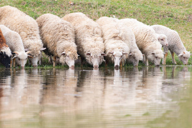 20sheepdieafterdrinkingwatermixedwithpesticideinkhammam