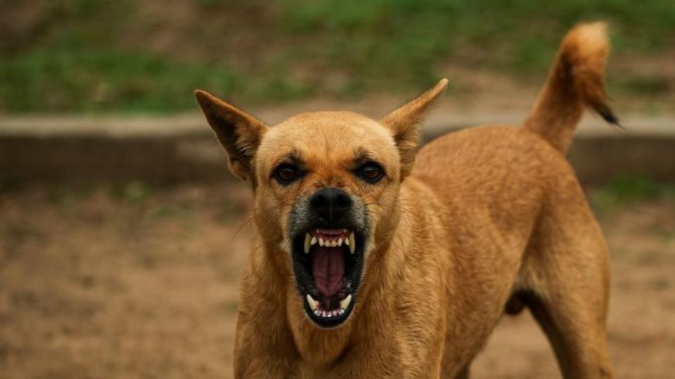 Stray Dog Attacks School Girl in Khairatabad 
