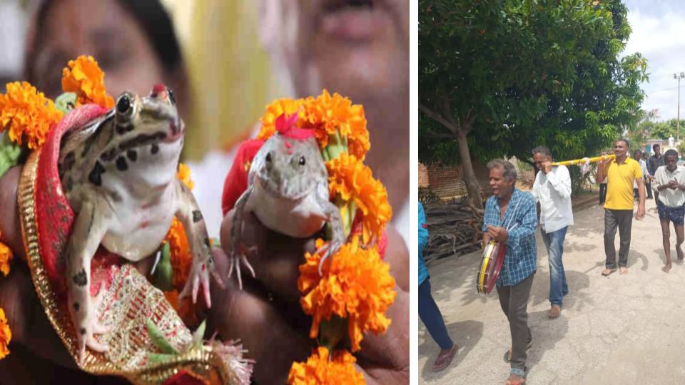 Huzurabad Villagers Perform Frogs Marriage To Appease Rain God