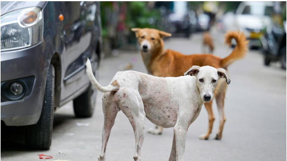 CM Revanth Reddy ordered immediate action to curb stray dog attacks