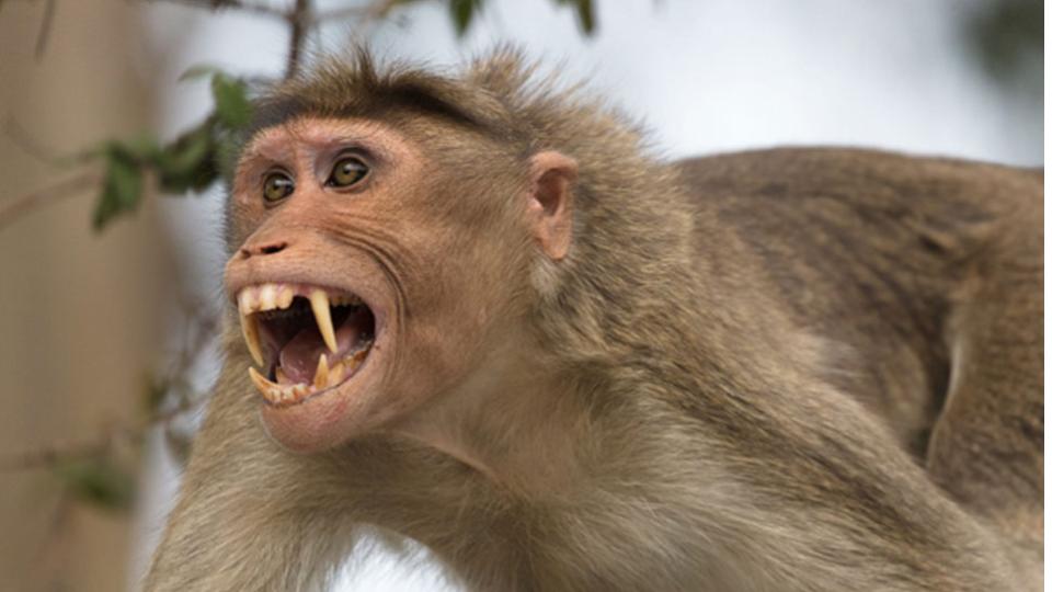 Minor girl injured in attack by monkeys in Medak