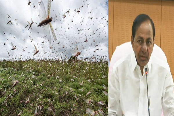 telanganatakesmeasurestorestrictmovementoflocustswarms:cmkcr