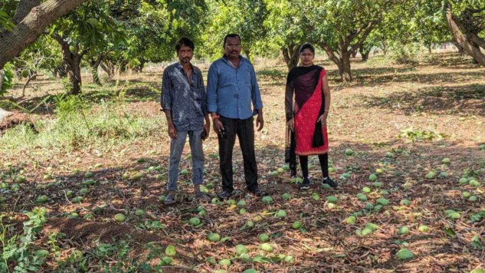 Mango orchards in 2,646 acres damaged in Siddipet