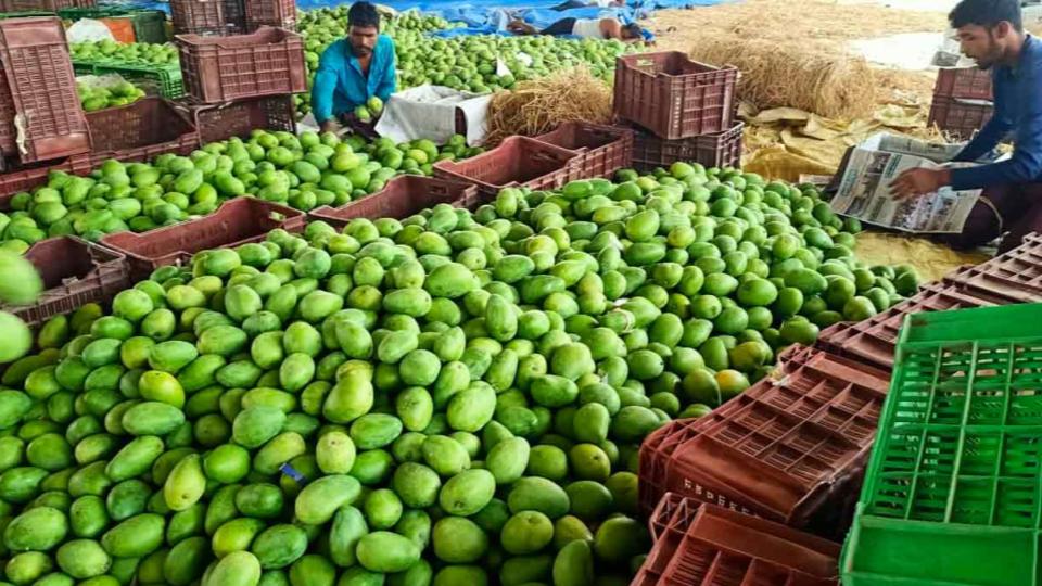 hyderabadpoliceraidgodownsforripeningmangoeswithchemicals