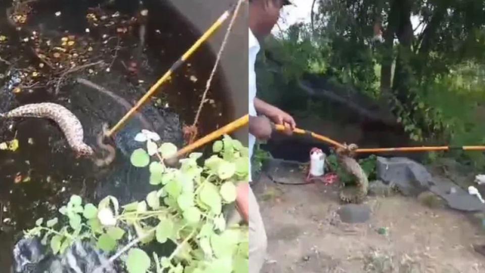 forestofficialsrescuepythonfromwellinhanamkonda