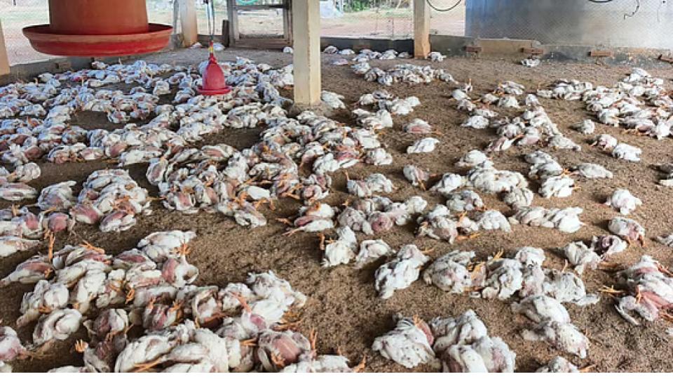 10k chickens die in a single day in Telangana 