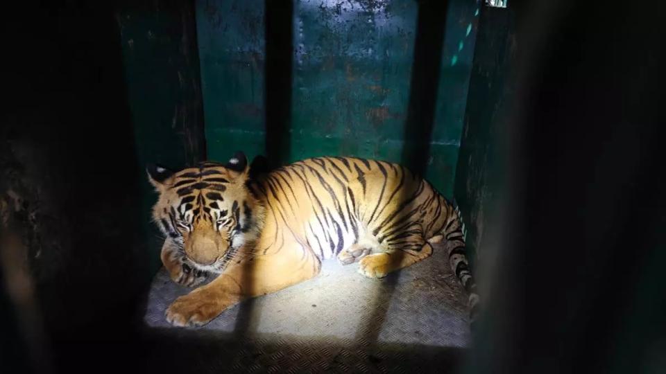 telanganaforestofficialsexpressconcernovertigercapturedinmaharashtra