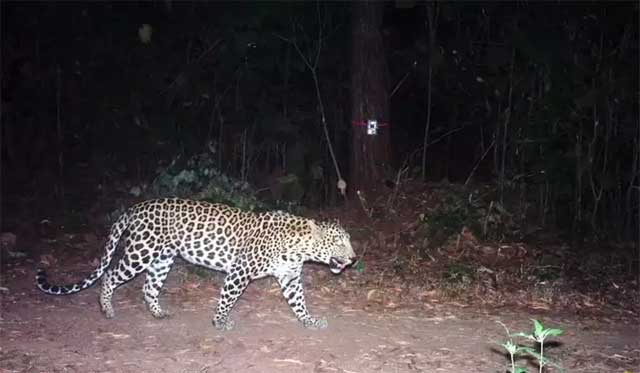bigcatcapturesoncctvinjhansimiyagudashamshabad